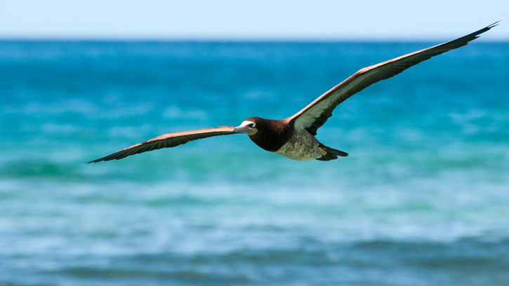 A brown booby in flight, taken at Apple Bay, Tortola, British Virgin islands.