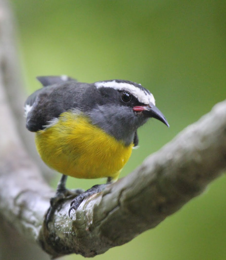 A bananaquit poses on a branch on St. John, U.S. Virgin Islands.