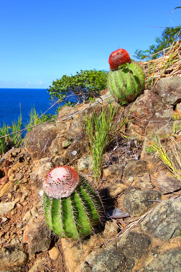 Cacti along the coastline of Shark Bay National Park on the island of Tortola, British Virgin Islands.