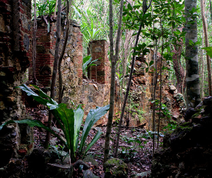 Tropical forest encroaching on the ruins of a brick building.