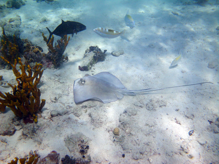Several fish, a branching coral and a ray hang out along the sandy ocean bottom at Waterlemon Cay on St. John.