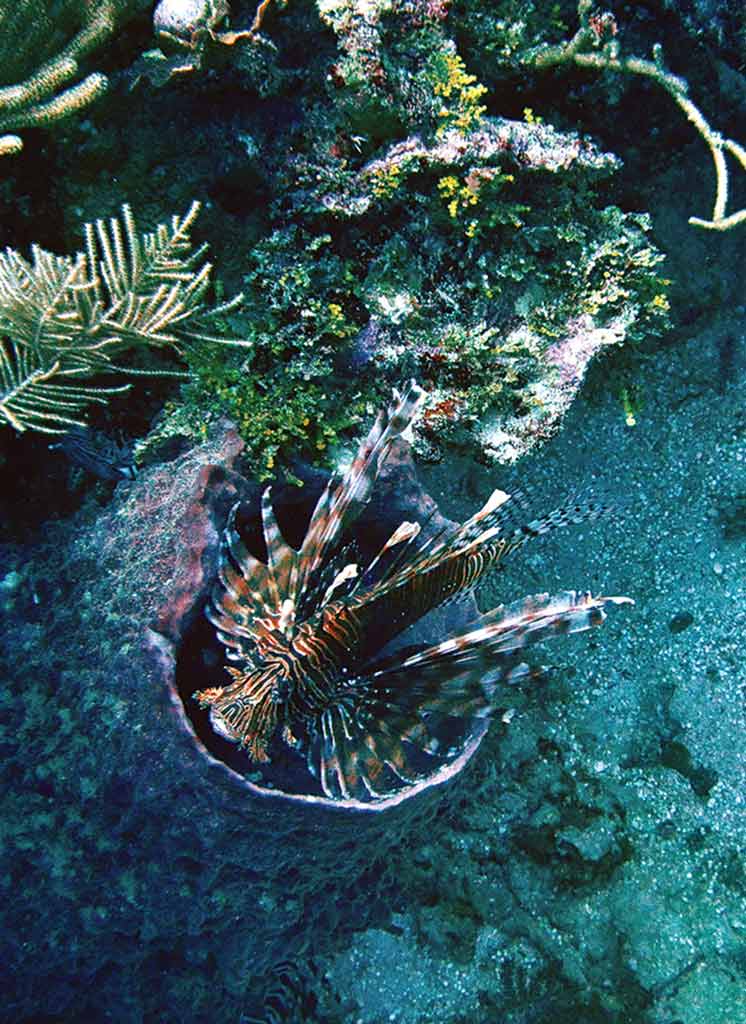 Lionfish hovering over coral. Photo © Lebawit Lily Girma.