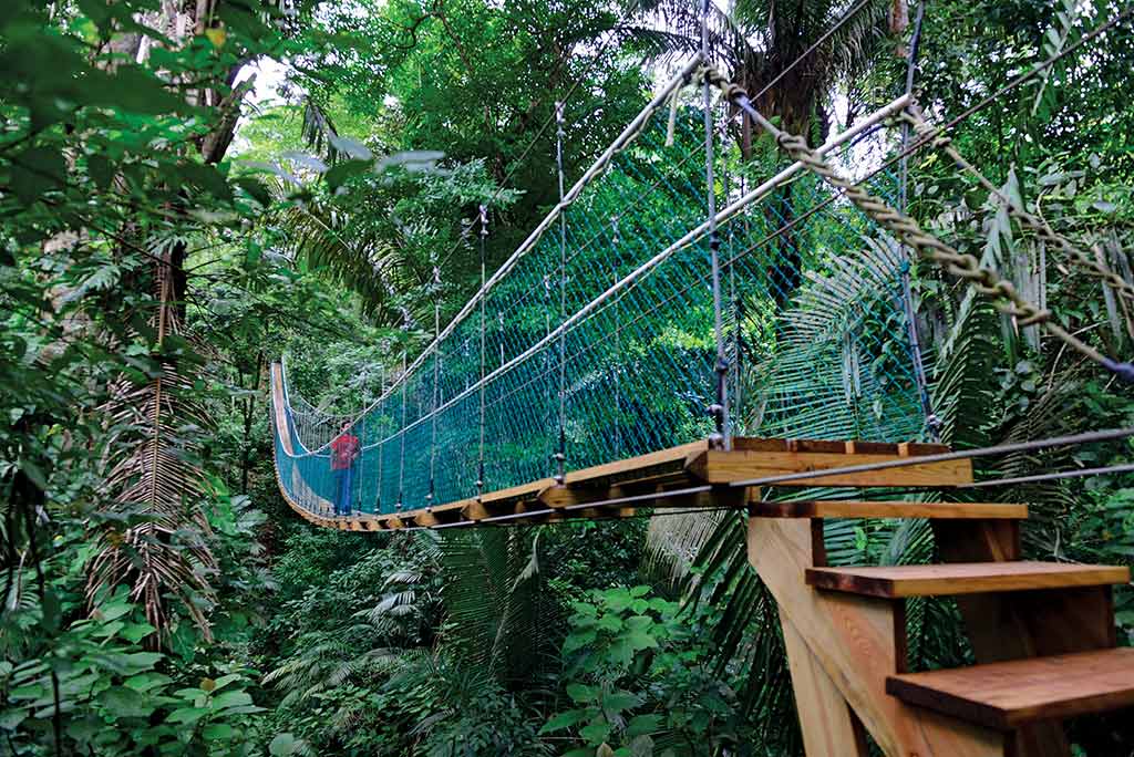 Suspension bridge at Mayflower Bocawina National Park. Photo © Lebawit Lily Girma.