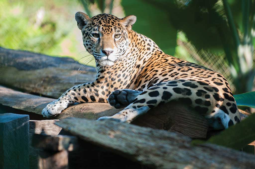 Jaguar lounging in Belize. Photo © Lebawit Lily Girma.
