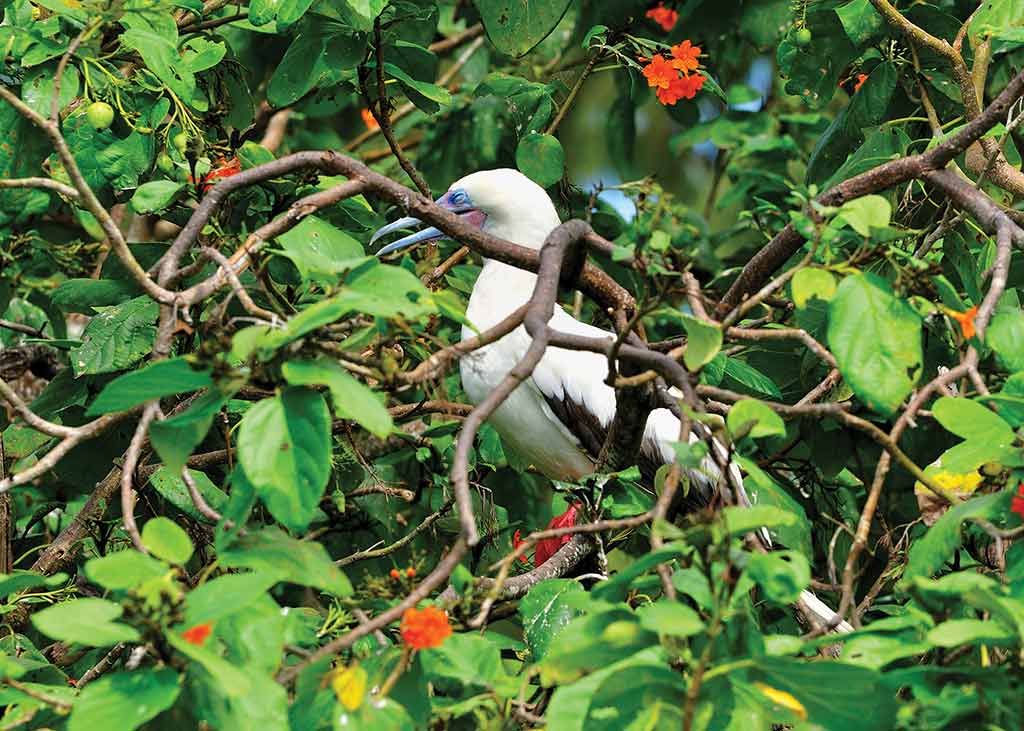 The red-footed booby colonizes Lighthouse Reef's Half Moon Caye, a protected breeding site. Photo © Lebawit Lily Girma.