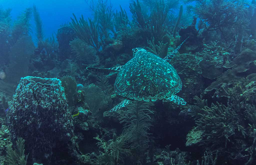 A hawksbill turtle feeds in the vast South Water Caye Marine Reserve. Photo © Lebawit Lily GIrma.