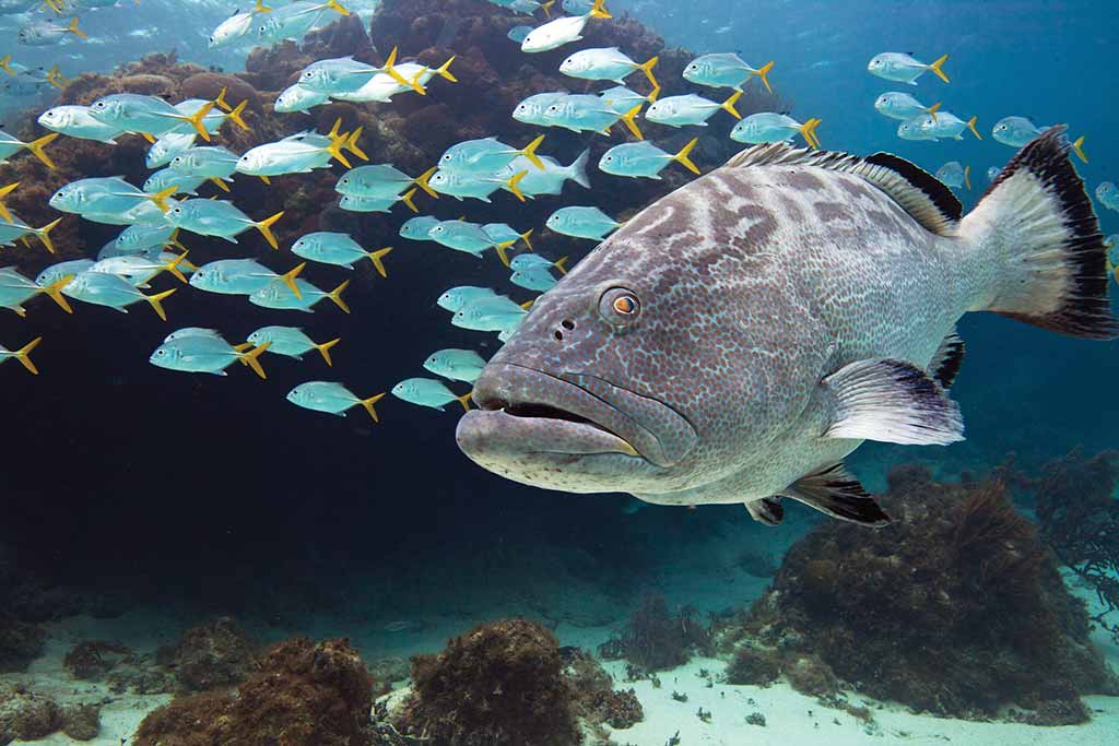 Black grouper fish alongside a school of horse-eye jack. Photo © Lebawit Lily Girma.