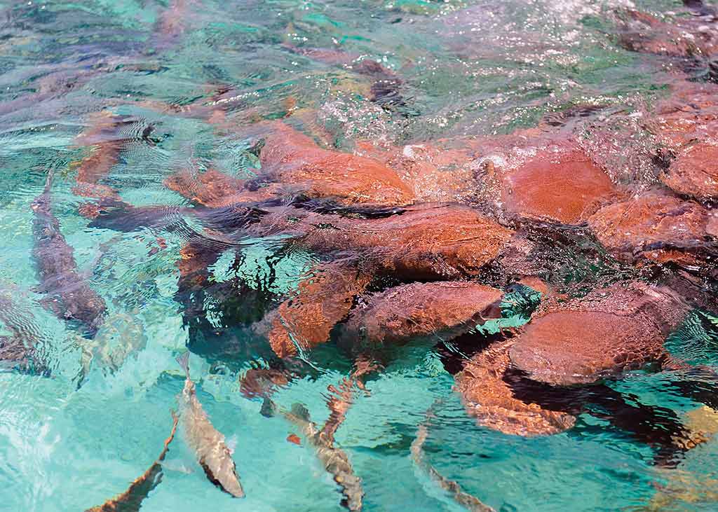 Nurse sharks at Shark Ray Alley, Hol Chan Marine Reserve. Photo © Lebawit Lily Girma.