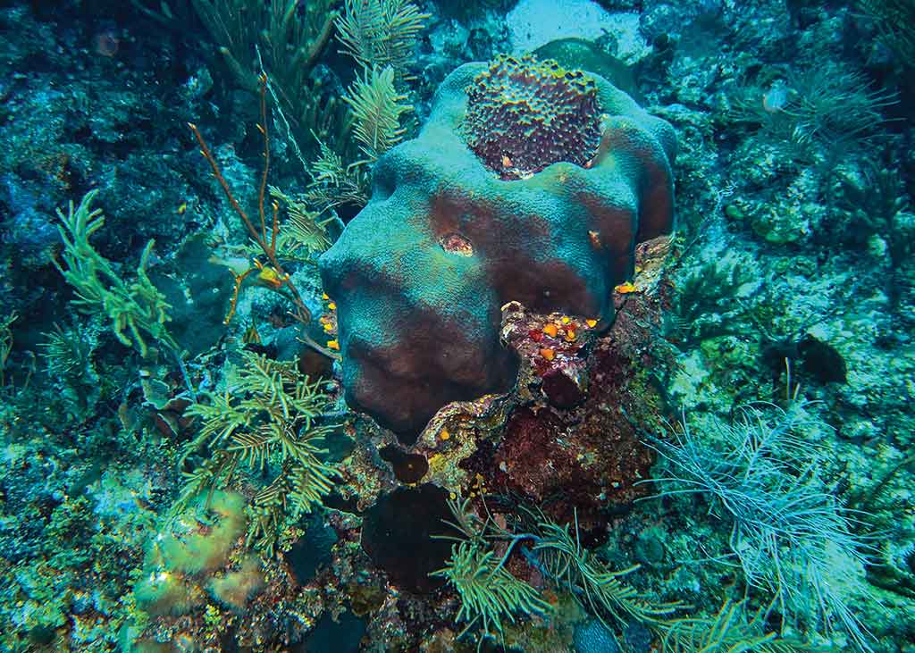 Belize's waters are teeming with unique coral formations. Photo © Lebawit Lily Girma.