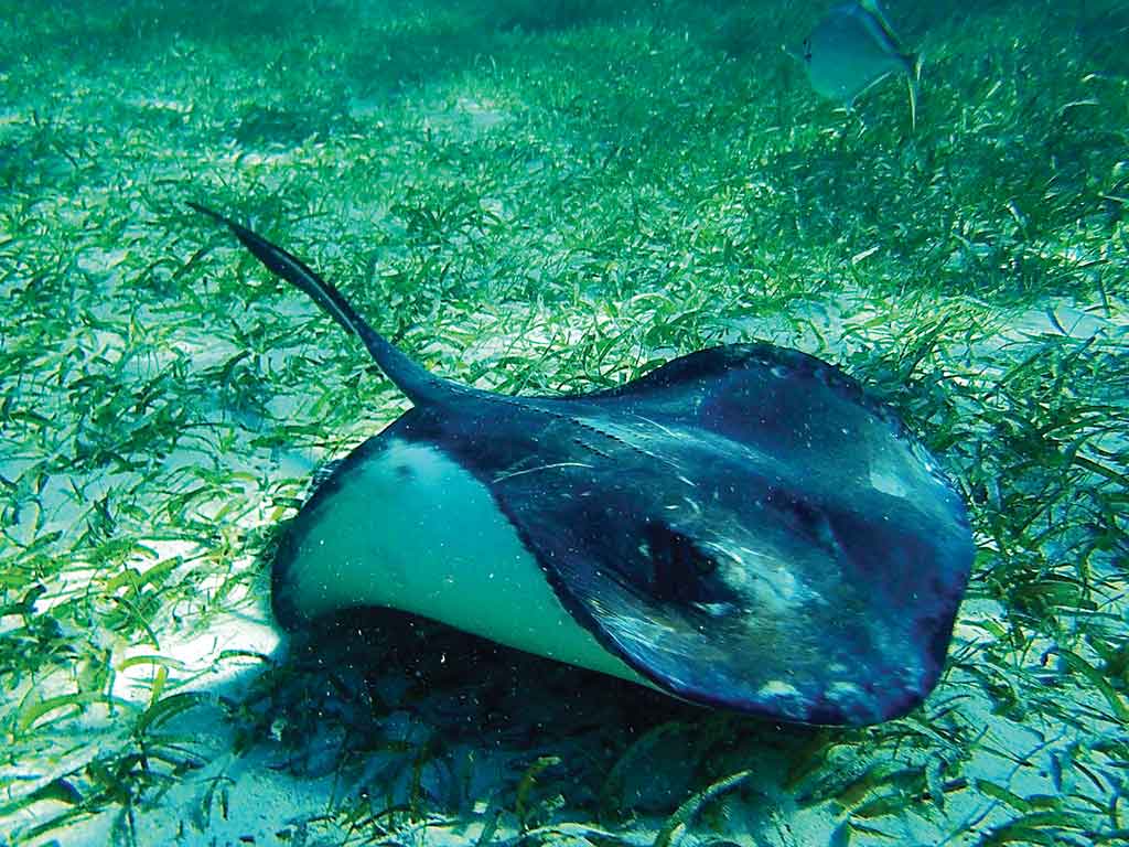 A stingray at Caye Caulker Marine Reserve. Photo © Lebawit Lily Girma.