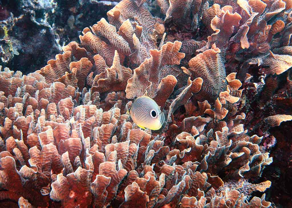 Four-eyed butterfly fish along the Belize Barrier Reef. Photo © Lebawit Lily Girma.