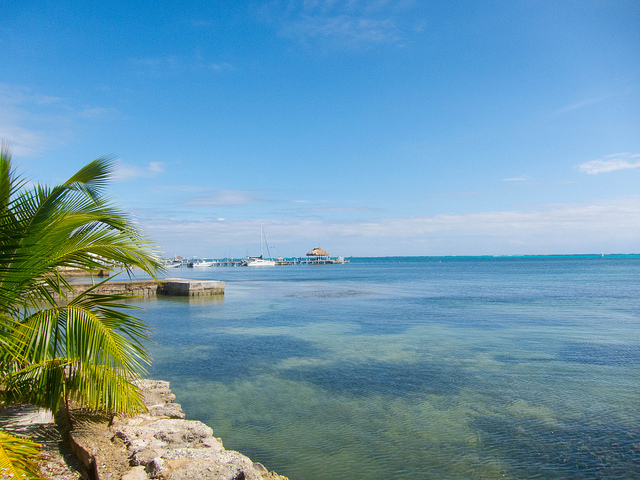 Photo of Ambergris Caye, with palm trees along the shore and a distant dock.