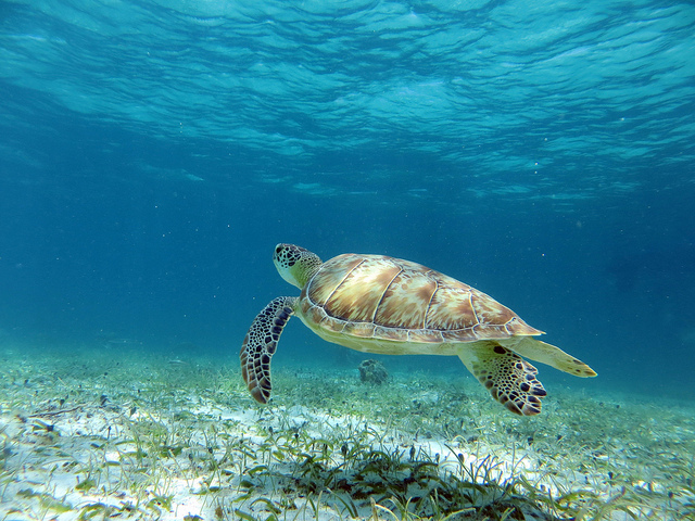 photo of a sea turtle in tropical waters.