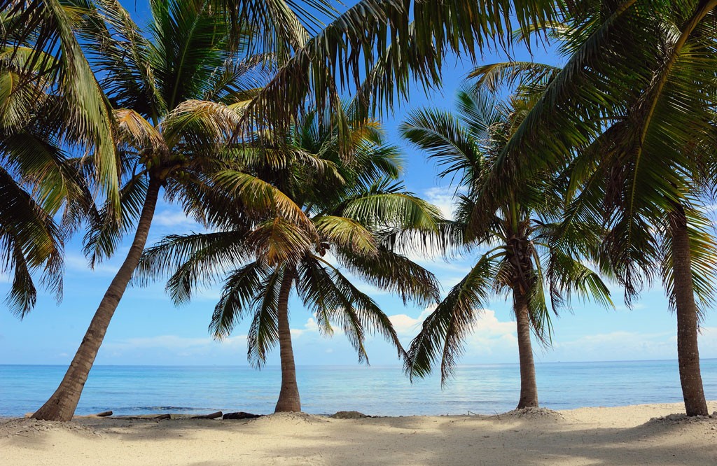 A line of palm trees at Laughingbird Caye National Park in Belize.