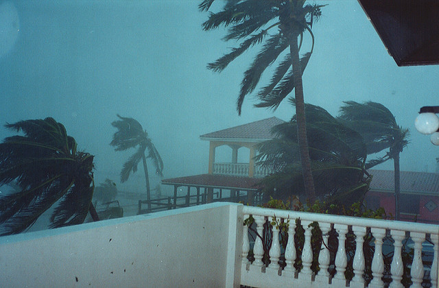 Palm trees bend in hurricane force winds in Belize.