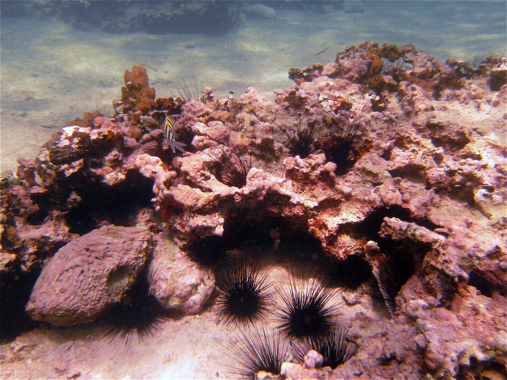Black sea urchins with long spines cluster on the ocean floor near a coral formation.