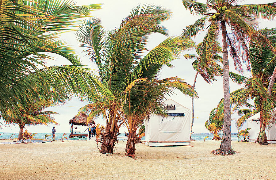 A tent cabin sits directly on the beach surrounded by palm trees.
