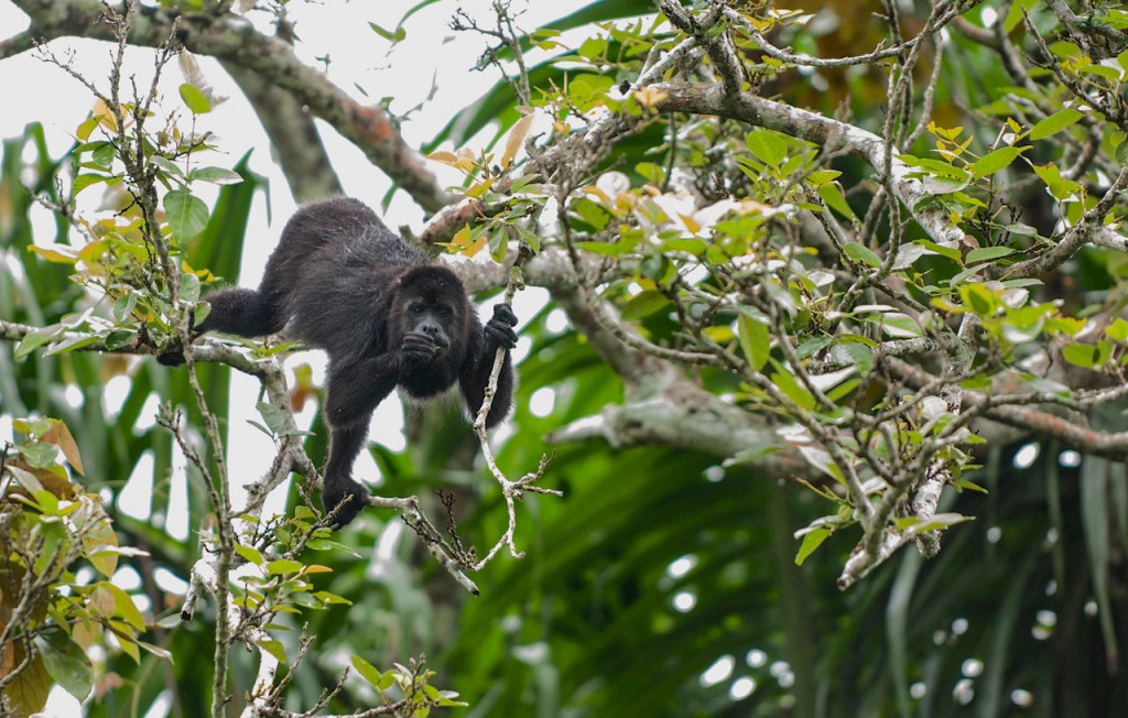 A howler monkey clutches at branches and looks directly into the camera.