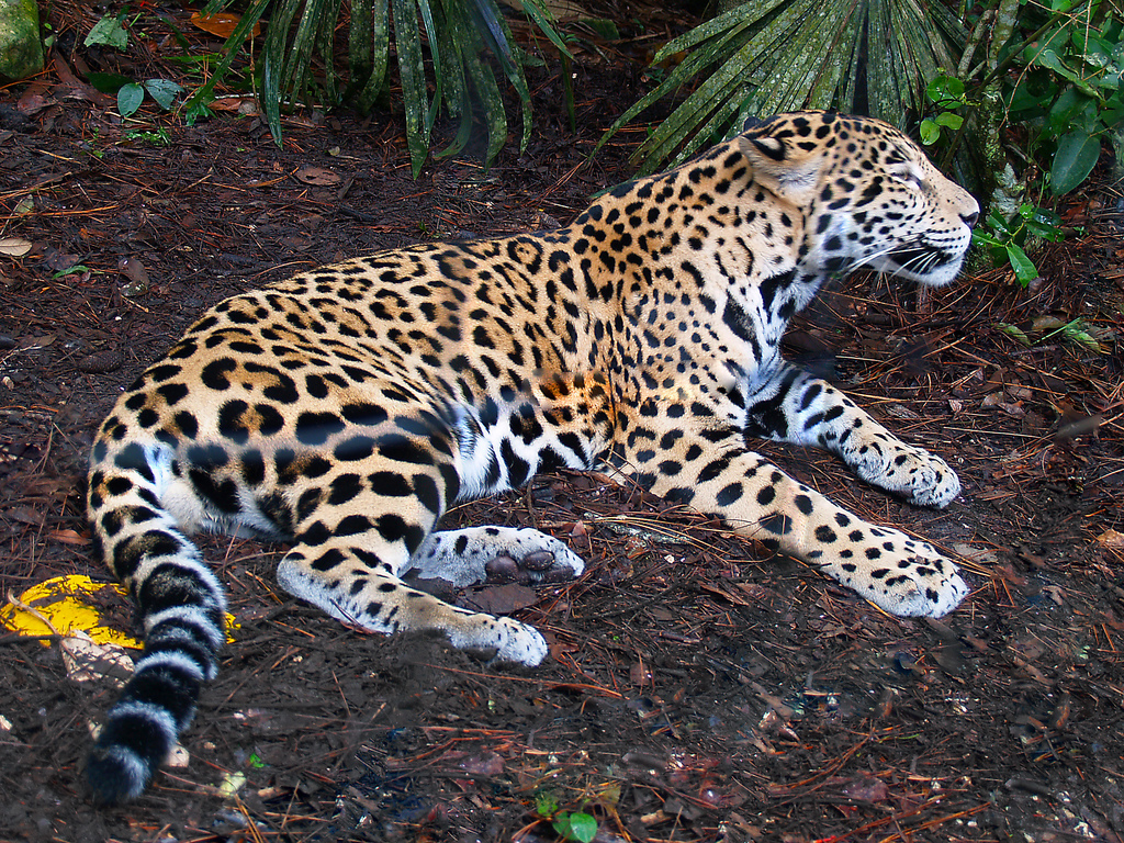 A jaguar rests on the ground in its enclosure at the Belize Zoo.