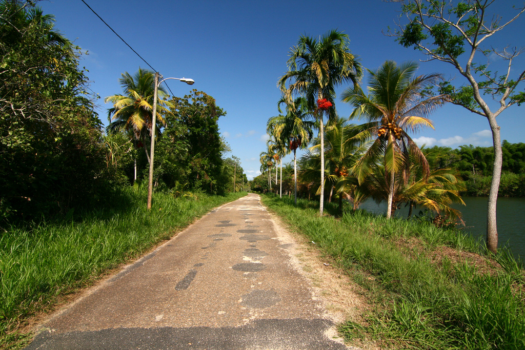 A narrow paved road that has been patched runs alongside a river and is flanked by thick grass and palm trees.