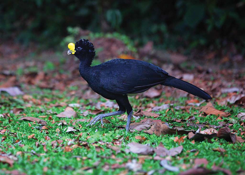 Currasow. Photo © Christopher P. Baker.