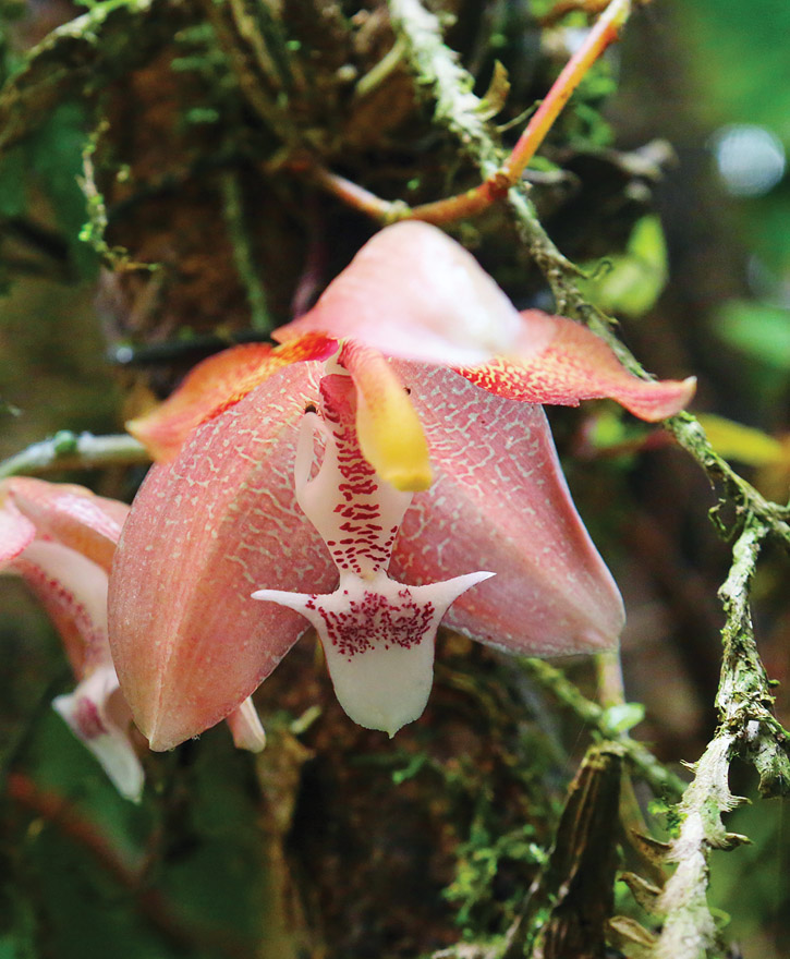 A Houlletia tigrina orchid.