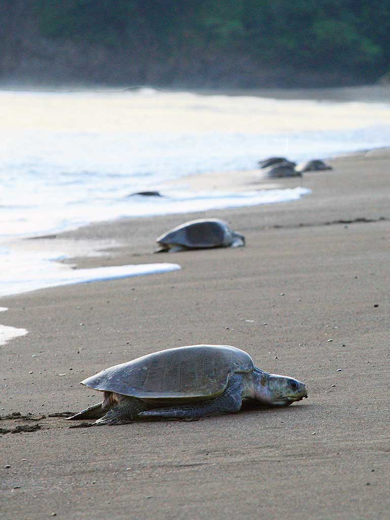 Ridley turtles during an <i>arribada</i> at Playa Camaronal. Photo © Christopher P. Baker.