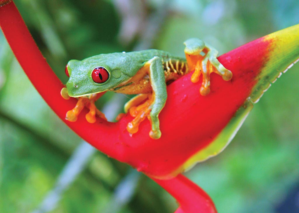 Red-eyed tree frog at Parque Reptilandia. Photo © Christopher P. Baker.