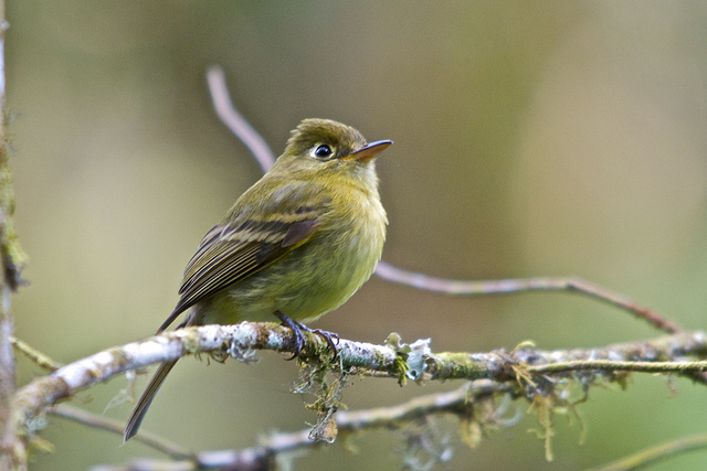 A small yellowish bird with brown wings perches on a twig.