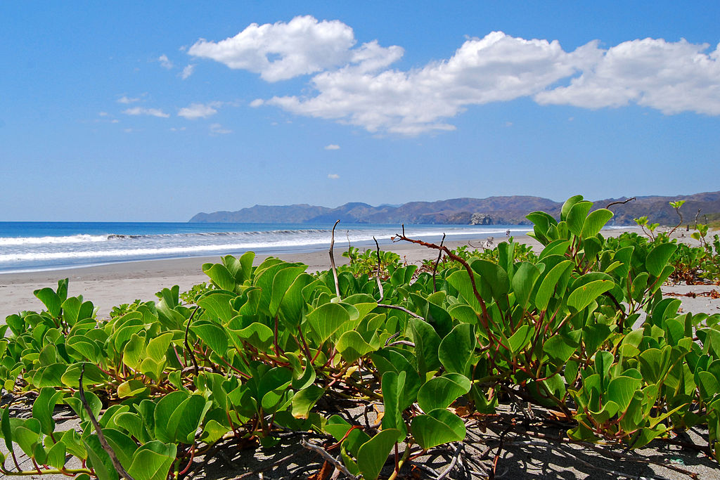 Beach in Parque Nacional Santa Rosa. Photo © <a href="http://www.flickr.com/photos/dejeuxx/5677047841/">Geoff Gallice</a> [<a href="http://creativecommons.org/licenses/by/2.0">CC BY 2.0</a>], <a href="https://commons.wikimedia.org/wiki/File%3ASanta_Rosa_National_Park.jpg">via Wikimedia Commons</a>