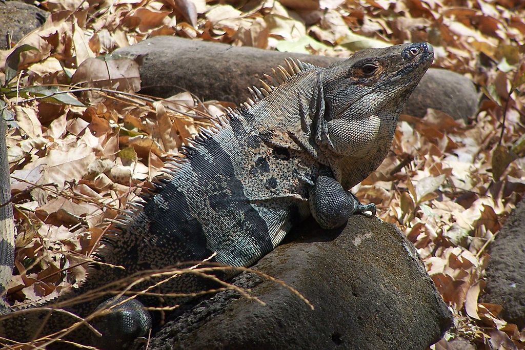 Blue Ctenosaur in Santa Rosa National Park. Photo © Jorasm (Own work) [<a href="http://creativecommons.org/licenses/by-sa/3.0">CC BY-SA 3.0</a>], <a href="https://commons.wikimedia.org/wiki/File%3ABlue_Ctenosaur.jpg">via Wikimedia Commons</a>.