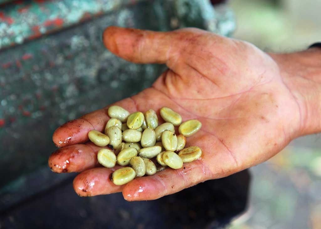Coffee beans prior to roasting. Photo © Christopher P. Baker.