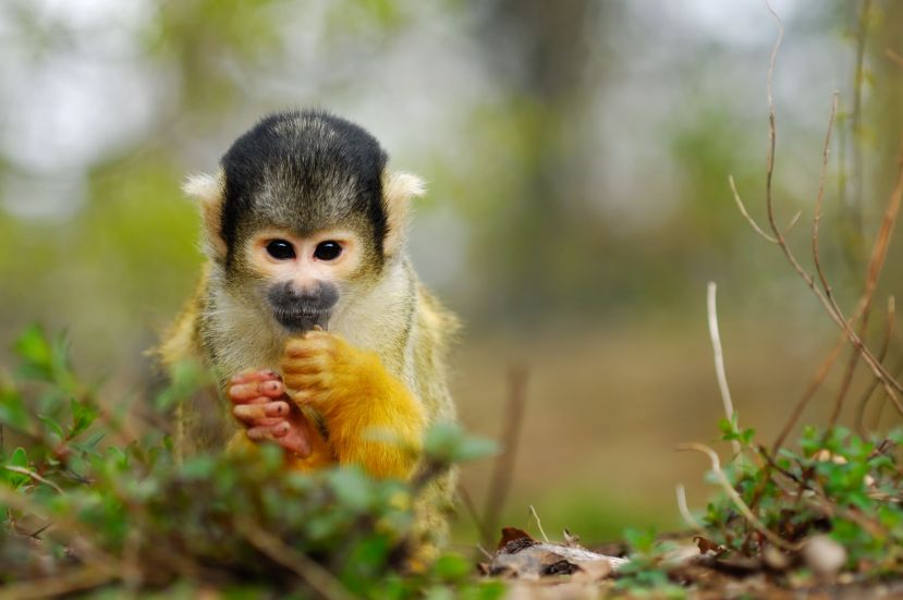 A small squirrel monkey sits on the jungle floor.