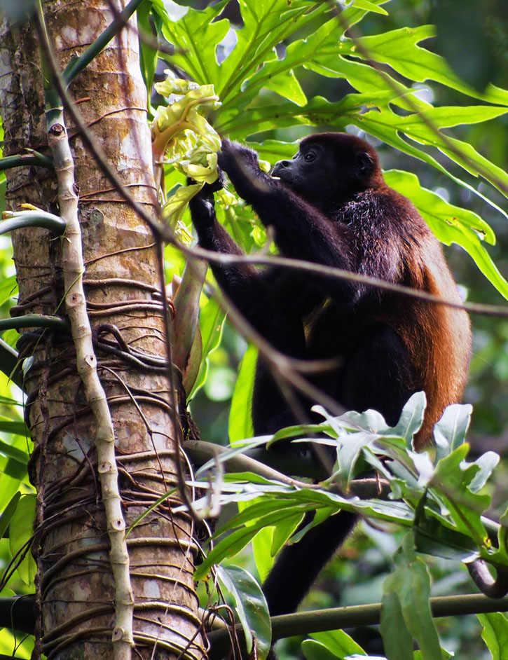 A mantled howler monkey, Alouatta palliata, eating leaves in Cahuita National Park, Costa Rica, Central America.