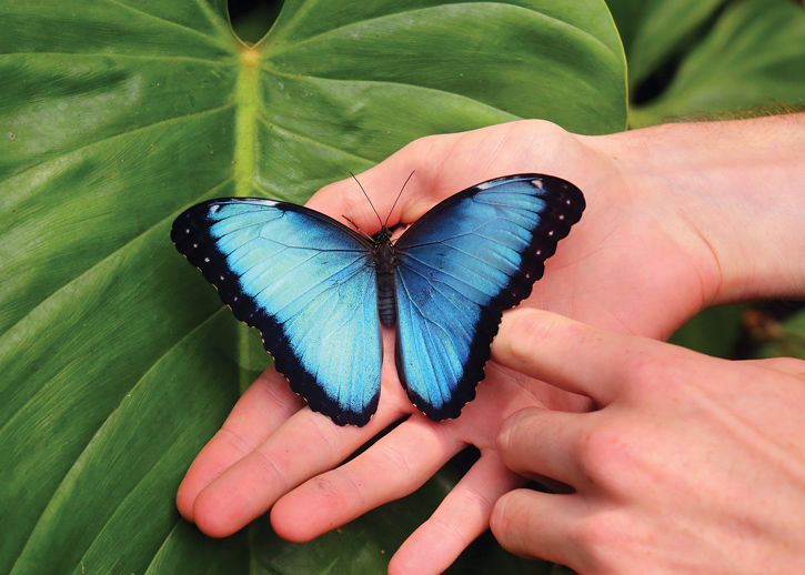 A blue morpho butterfly sits in a person's hand.