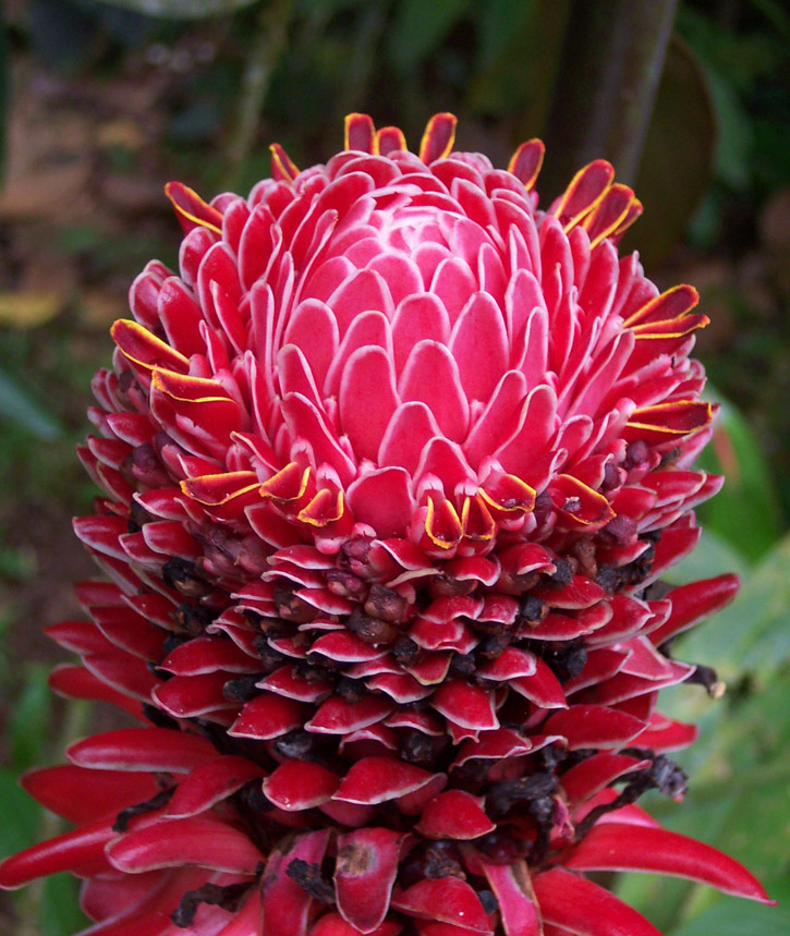 Fire Ginger at Esquinas Rainforest Lodge in Piedras Blancas National Park, Costa Rica.