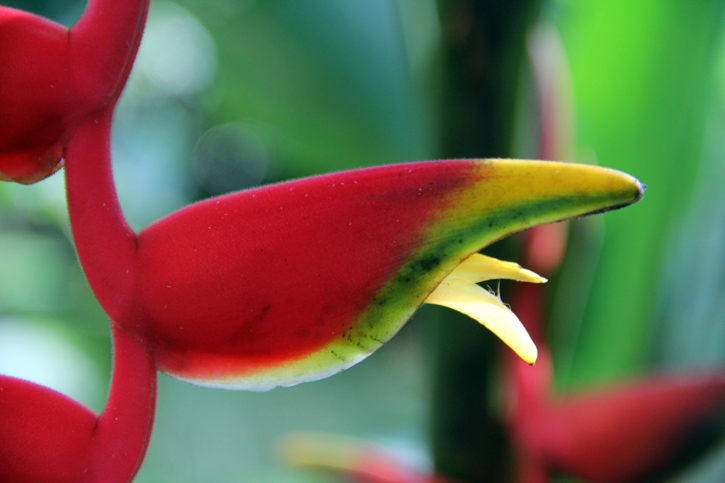 Closeup of a Heliconia rostrata flower.