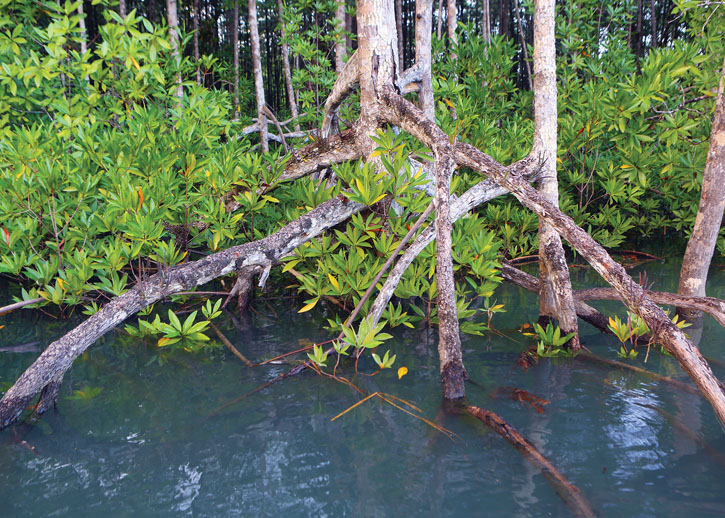 Mangrove trees send their roots down into brackish water.