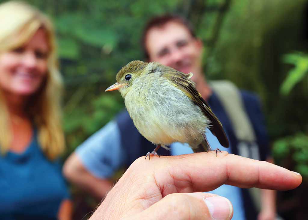 Orange-billed nightingale-thrush in La Paz Waterfall Gardens. Photo © Christopher P. Baker.