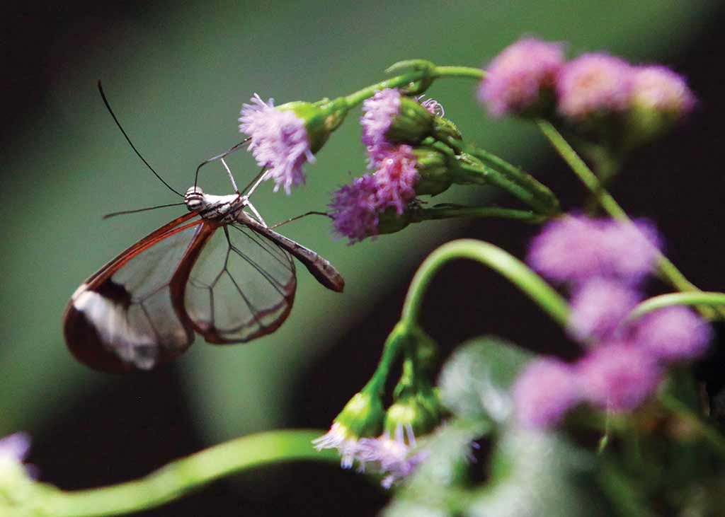 Glasswing butterfly, Monteverde Butterfly Garden. Photo © Christopher P. Baker.