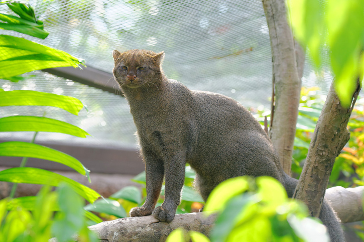 A jaguarundi sits on a tree branch in an enclosure.