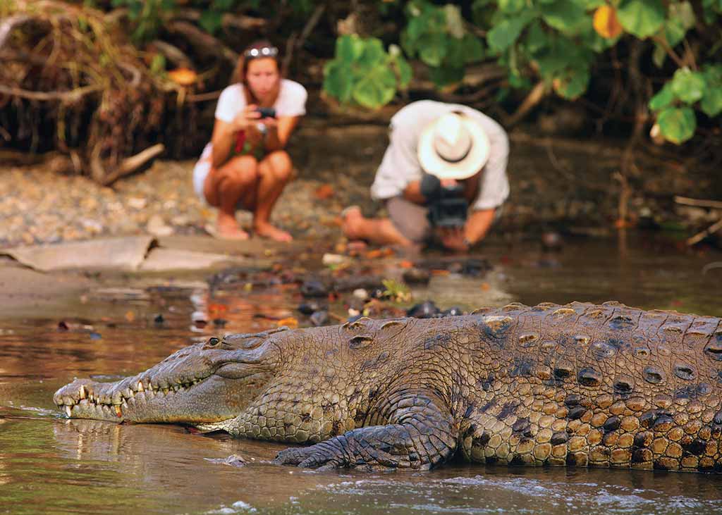 American crocodile. Photo © Christopher P. Baker.