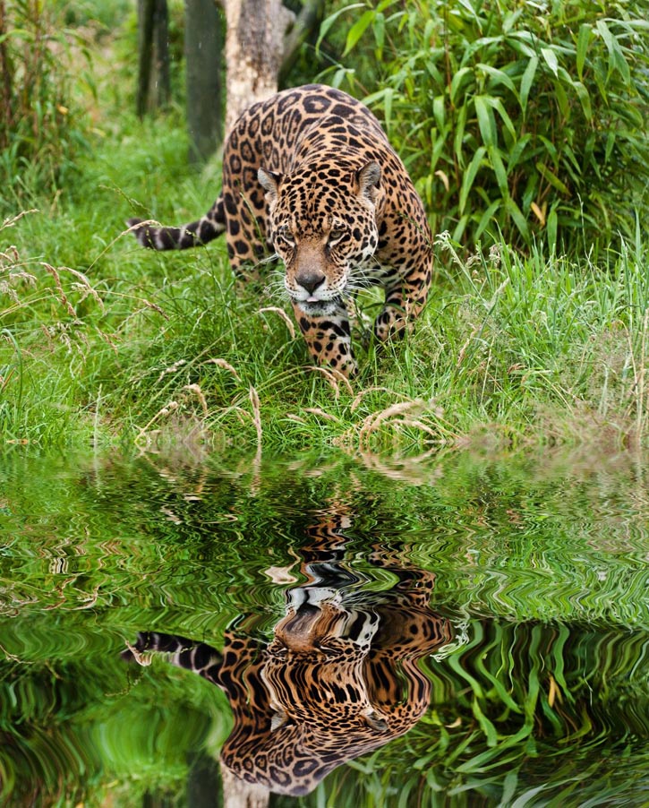 On a grassy bank, a jaguar stalks something in the water.