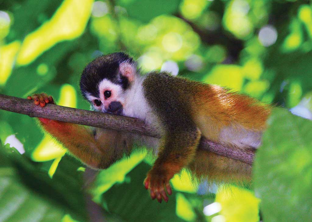 Squirrel monkey hanging on a branch at Manuel Antonio National Park. Photo © Christopher P. Baker.
