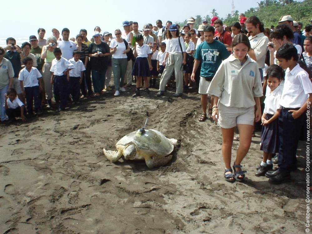 Onlookers watch a large green sea turtle with a transmitter on its shell move across the sand towards the sea.