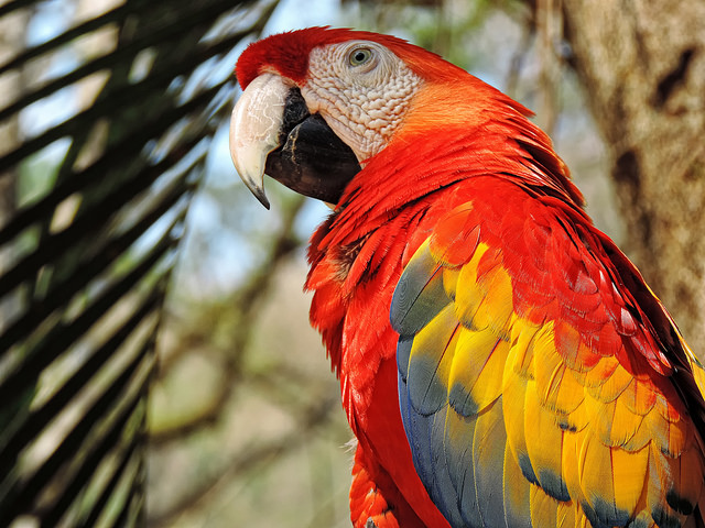 Close up of the brilliant plumage of a scarlet macaw.