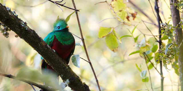 A small bird with turquoise plumage and a crimson chest perches on a branch.