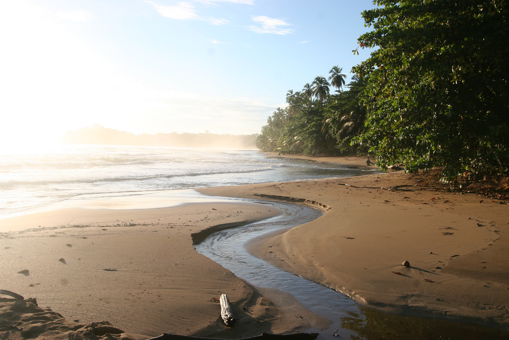 Along a palm-studded shore, a small stream of water snakes down to lapping waves.