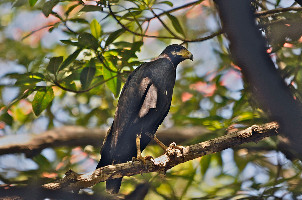A hawk perches on a branch in the mangroves.