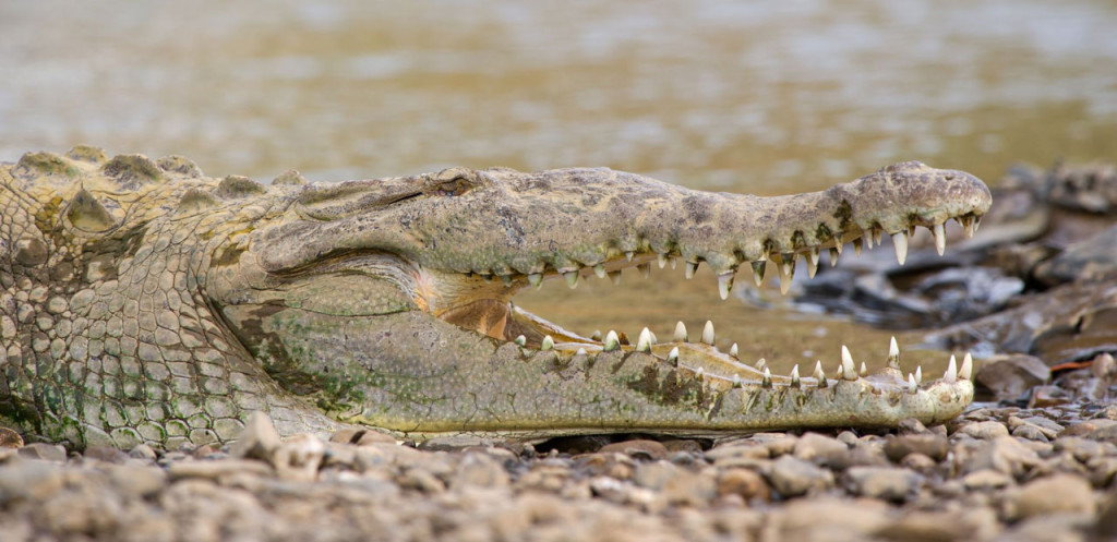 View of the upper torso of a crocodile with its mouth open.